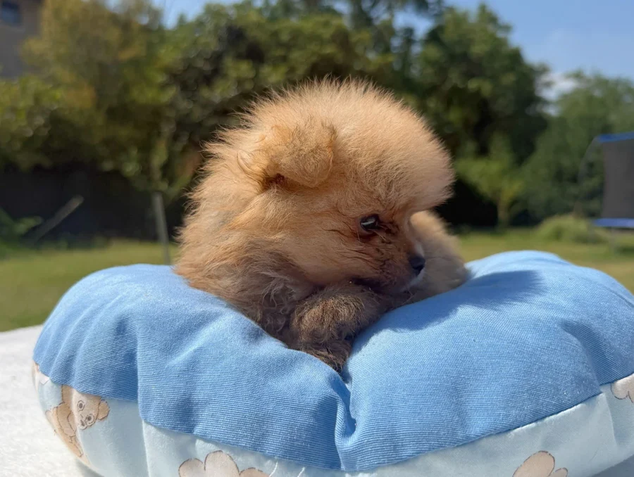 Allevamento Volpino di Pomerania