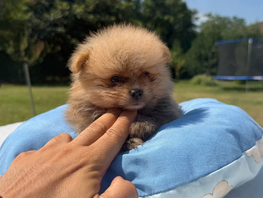 Vendita Cuccioli Spitz Tedesco Nano