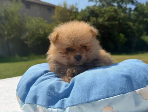 Cuccioli Spitz Tedesco Nano