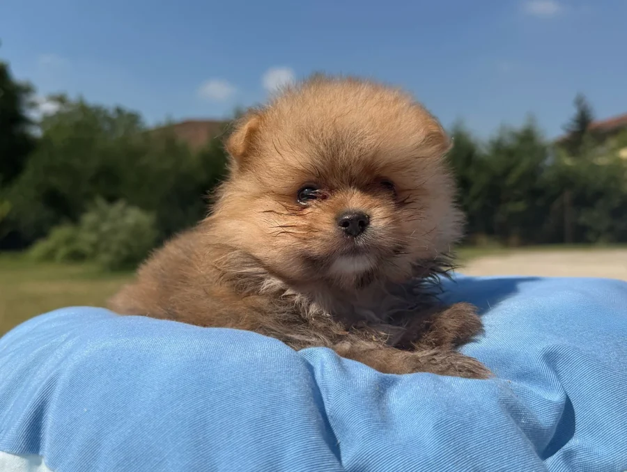 Allevamento Spitz Tedesco Nano