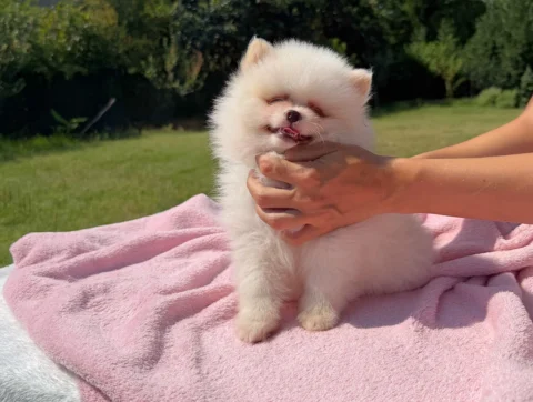 Allevamento Volpino di Pomerania
