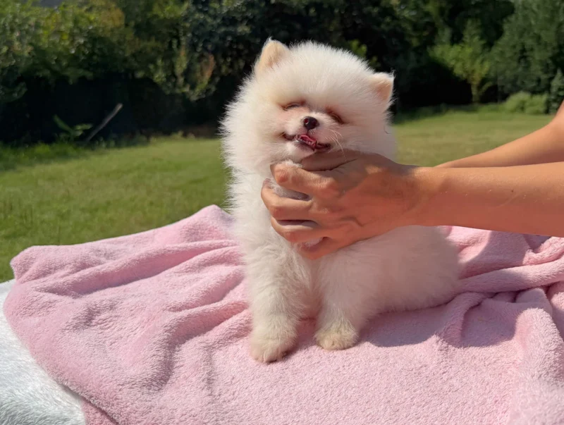 Allevamento Volpino di Pomerania