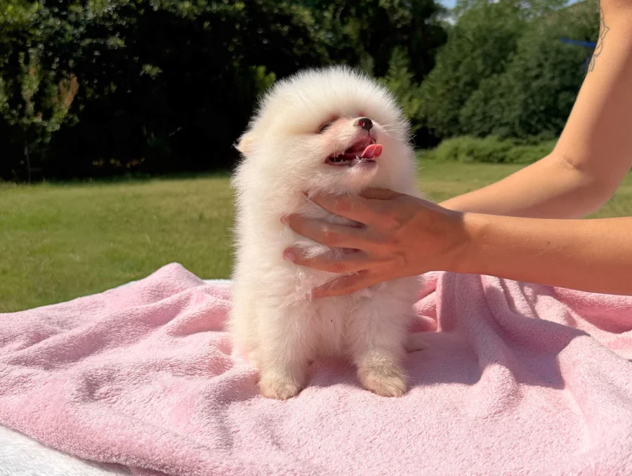 Vendita Cuccioli Spitz Tedesco Nano