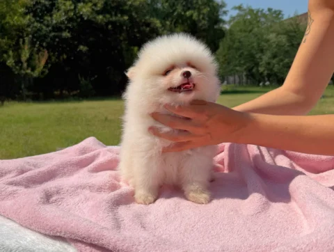 Cuccioli Spitz Tedesco Nano