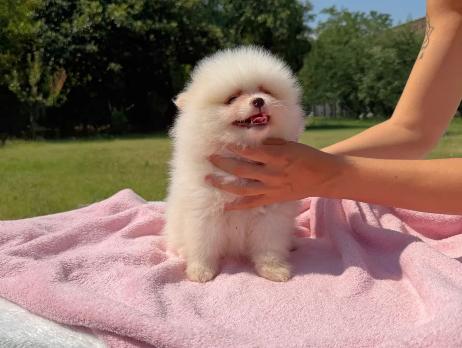Cuccioli Spitz Tedesco Nano