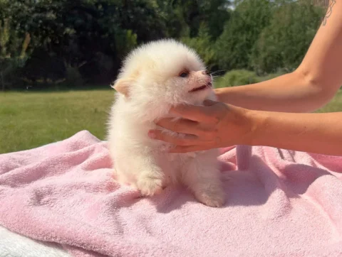 Allevamento Spitz Tedesco Nano