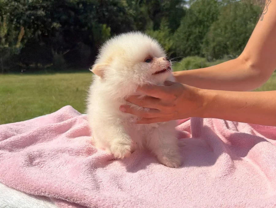 Allevamento Spitz Tedesco Nano
