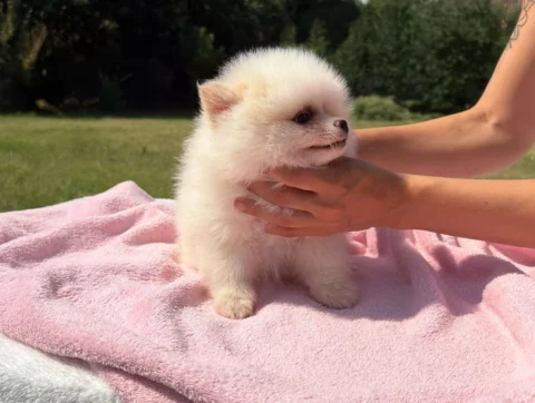 Vendita Cuccioli Pomerania