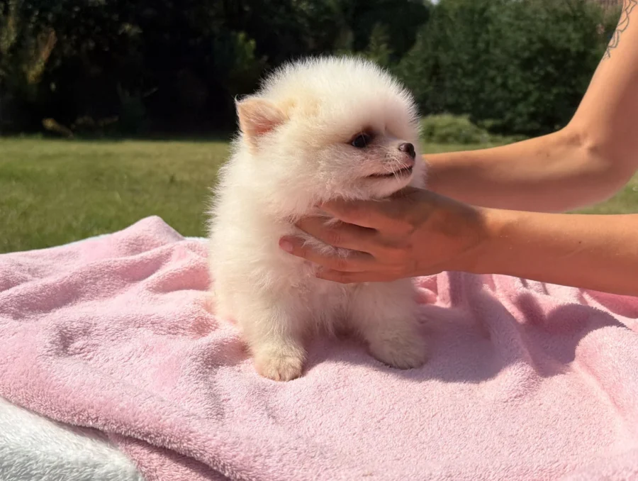 Vendita Cuccioli Pomerania