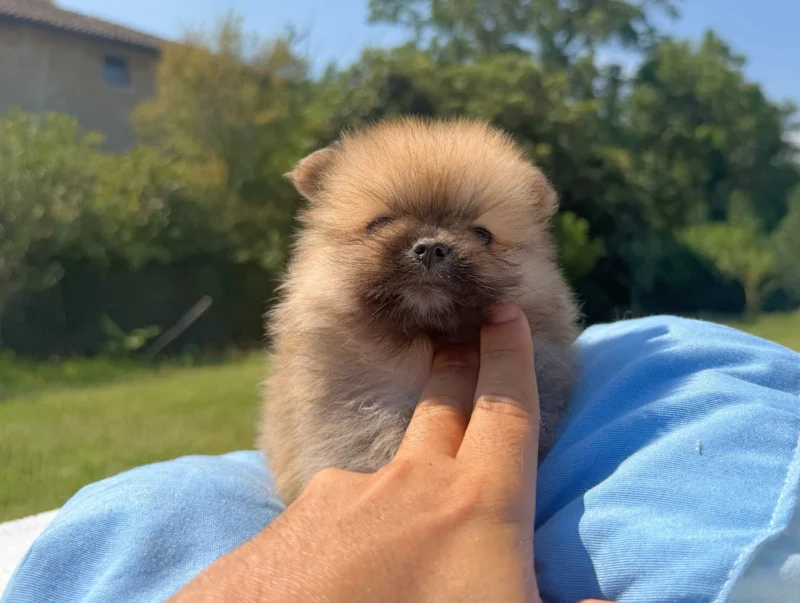 Volpino di Pomerania Cuccioli