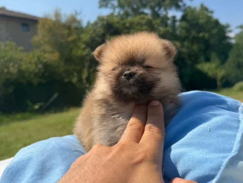 Vendita Cuccioli Volpino di Pomerania