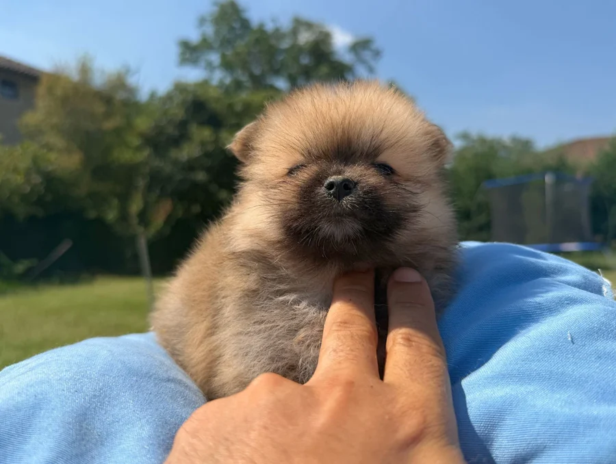 Cuccioli Volpino di Pomerania