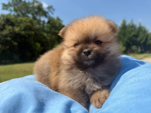 Allevamento Cuccioli Volpino di Pomerania