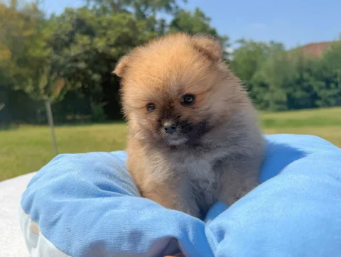 Allevamento Volpino di Pomerania
