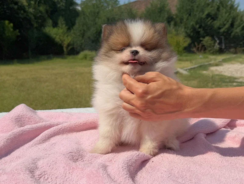 Cuccioli Pomerania