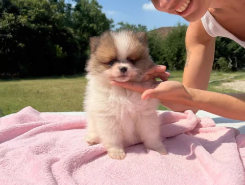 Cuccioli di Volpino di Pomerania