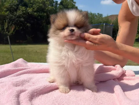 Volpino di Pomerania Cuccioli