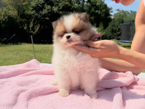 Vendita Cuccioli Volpino di Pomerania