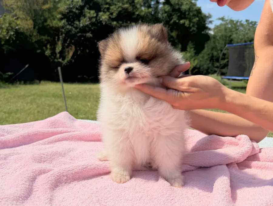 Vendita Cuccioli Volpino di Pomerania