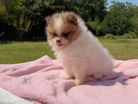 Cuccioli Volpino di Pomerania