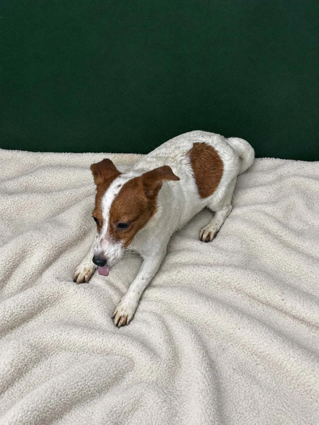 Jack Russell, maschio di 6 mesi