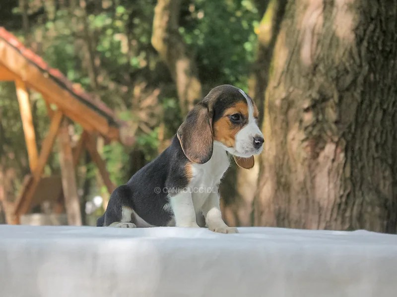 Alison, Beagle, fotografata di profilo