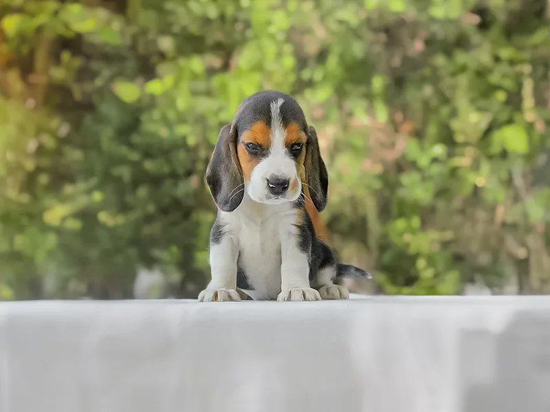 Alison, Beagle, seduta su un tavolo