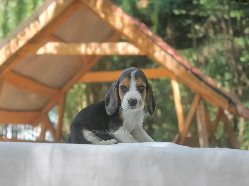 Alison, Beagle, fotografata sotto un gazebo