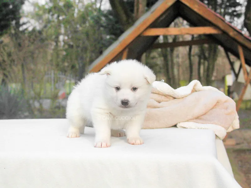 Alysa, cucciola di Husky, fotografata durante i primi mesi