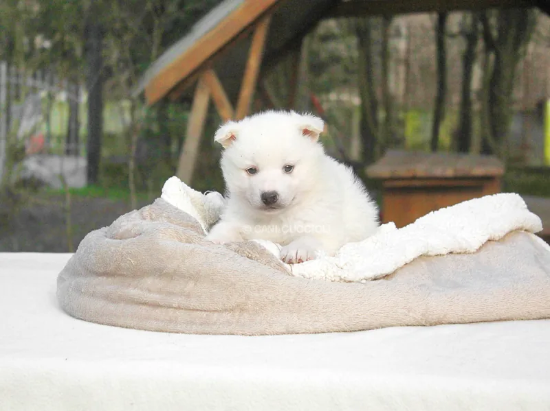 Alysa, cucciola di Husky in una foto dedicata alla vita da cucciolo