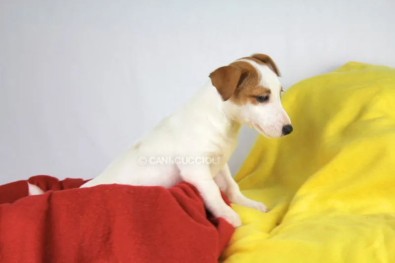 Anny, cucciolo di Jack Russell, in posa