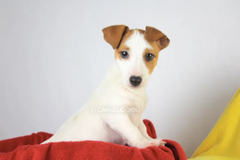 Anny, cucciolo di Jack Russell, in posa