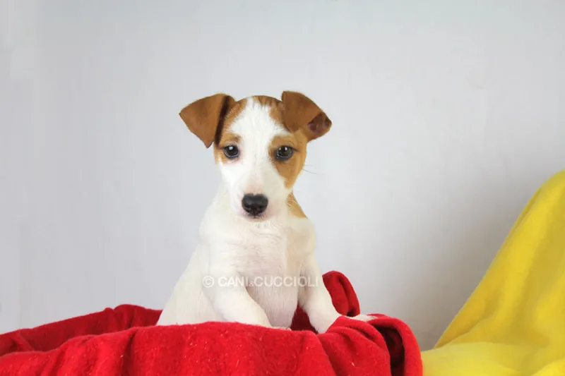 Anny, cucciolo di Jack Russell, in posa