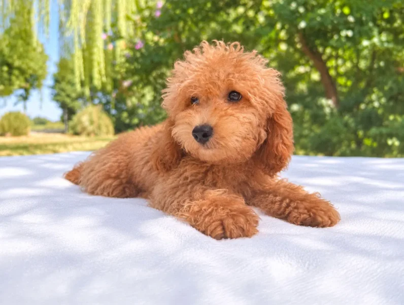 Vendita Cuccioli Barboncino