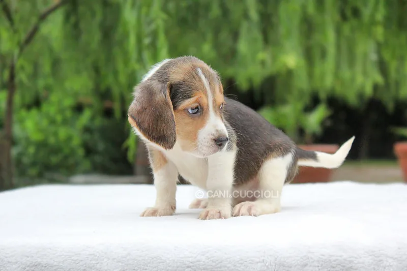 Billo, Beagle, fotografato da molto piccolo