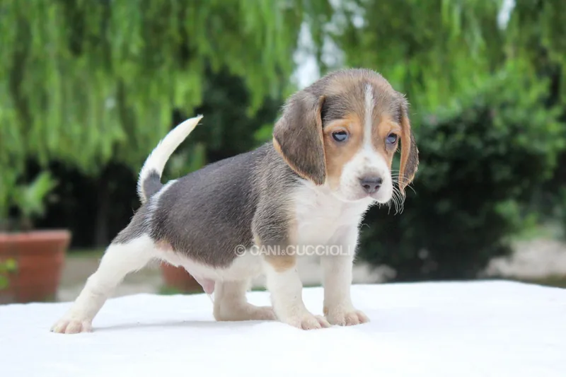 Billo, Beagle, mentre si gira di lato