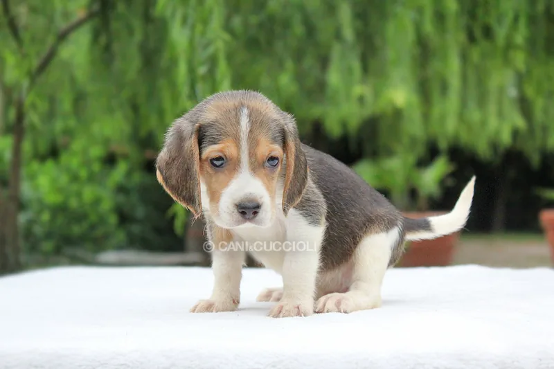 Billo, Beagle, con lo sguardo concentrato
