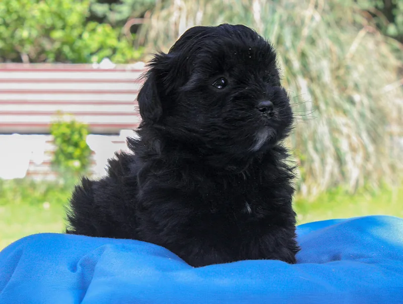 Bowie, cucciolo di Maltipoo, in posa