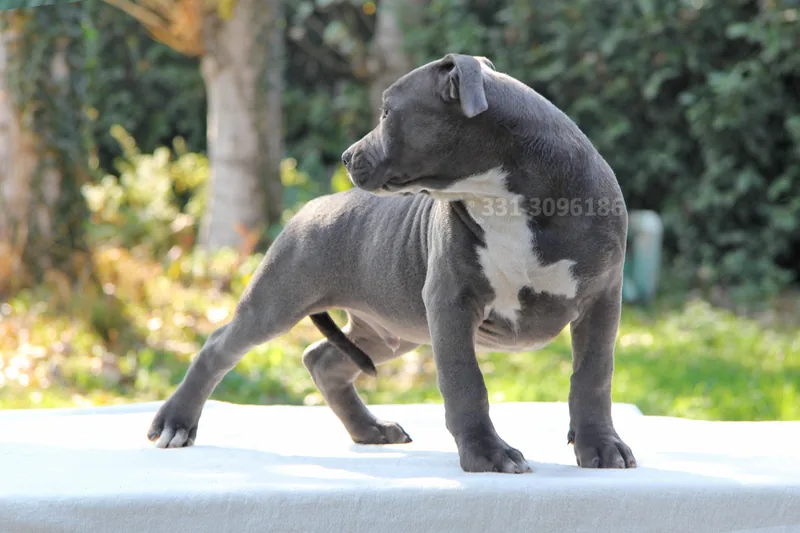 Brody, Amstaff, mentre si muove