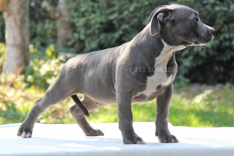 Brody, Amstaff, fotografato di profilo