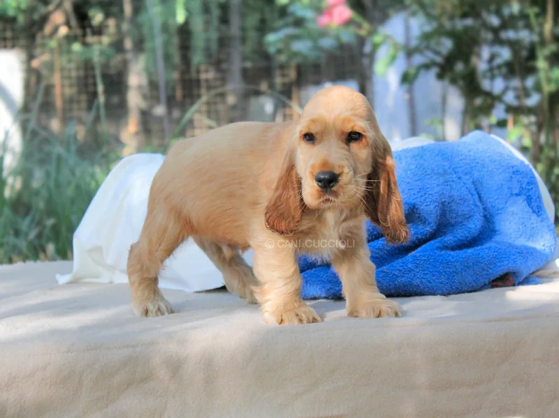 Charles, cucciolo di Cocker Spaniel, in posa