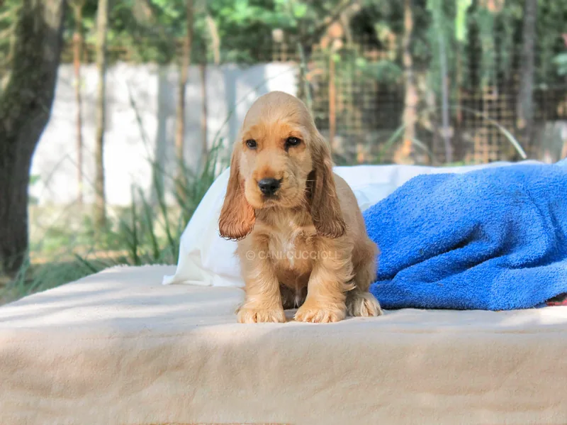 Charles, cucciolo di Cocker Spaniel, in posa