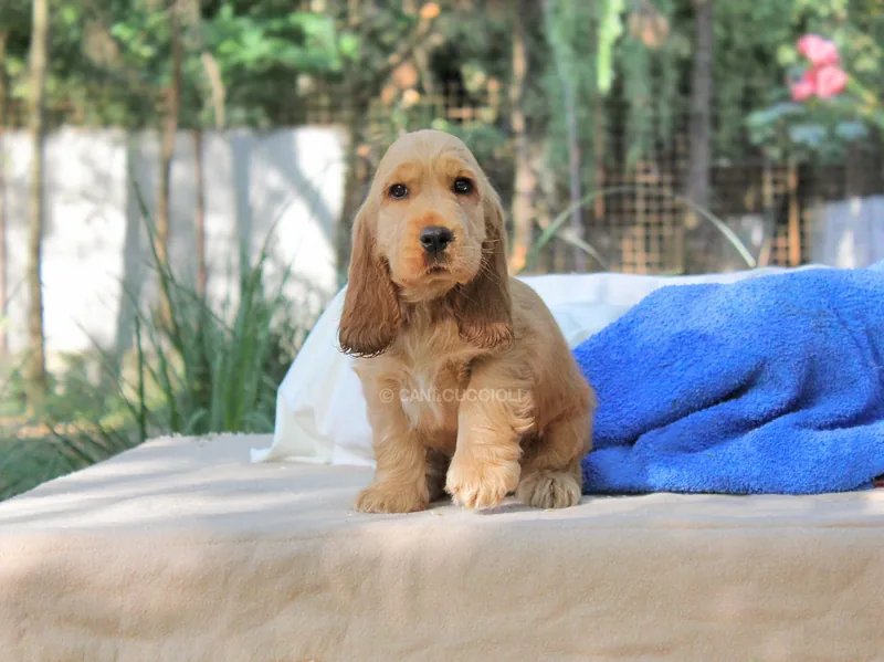 Charles, cucciolo di Cocker Spaniel, in posa