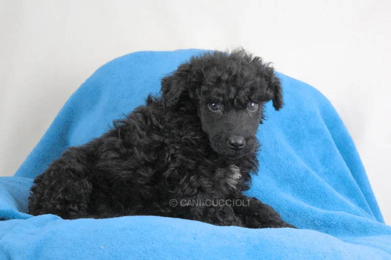 Cloy, Barboncino, fotografato sulla coperta blu