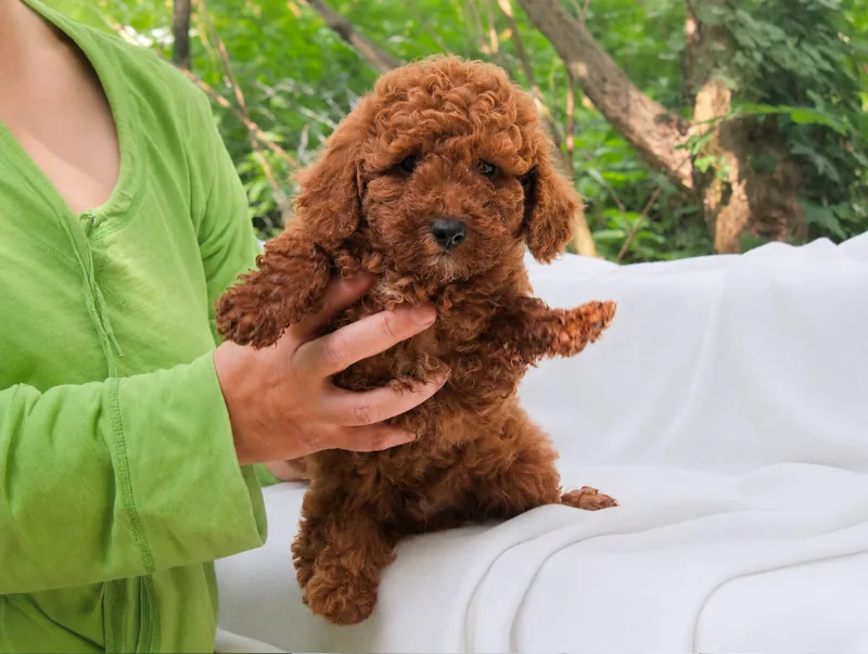Colby, Barboncino apricot, in un ritratto naturale