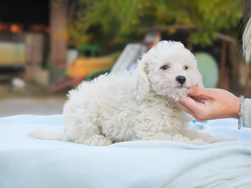Colby, Barboncino bianco, vicino a una mano