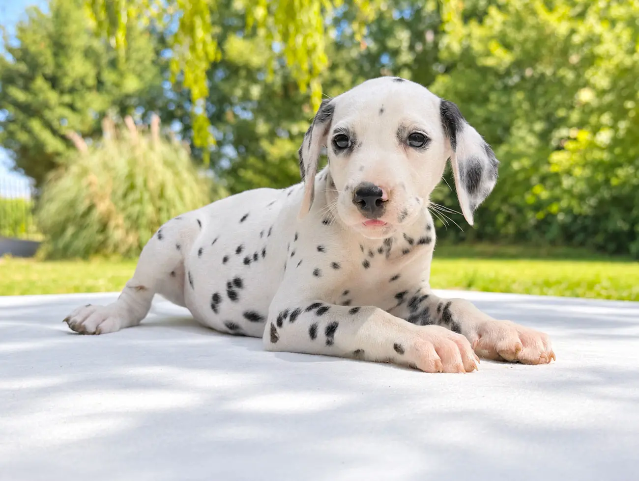 Cuccioli Dalmata
