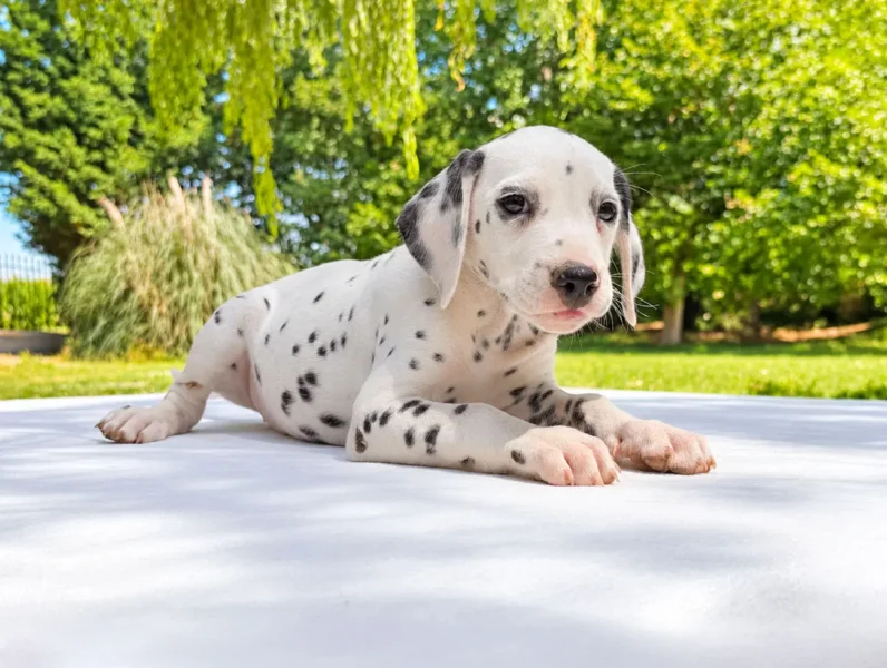 Dalmata Kara2
