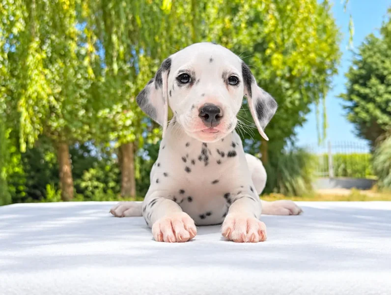 Dalmata Kara3