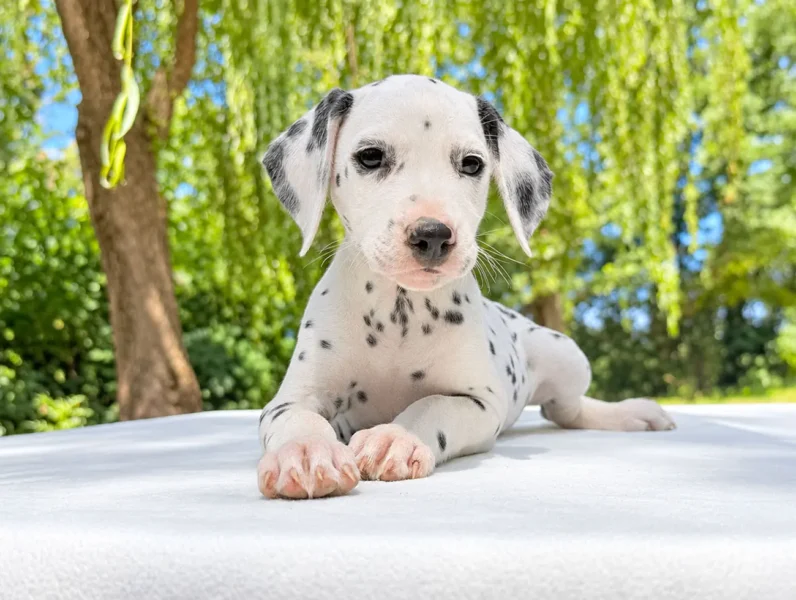 Dalmata Kara4